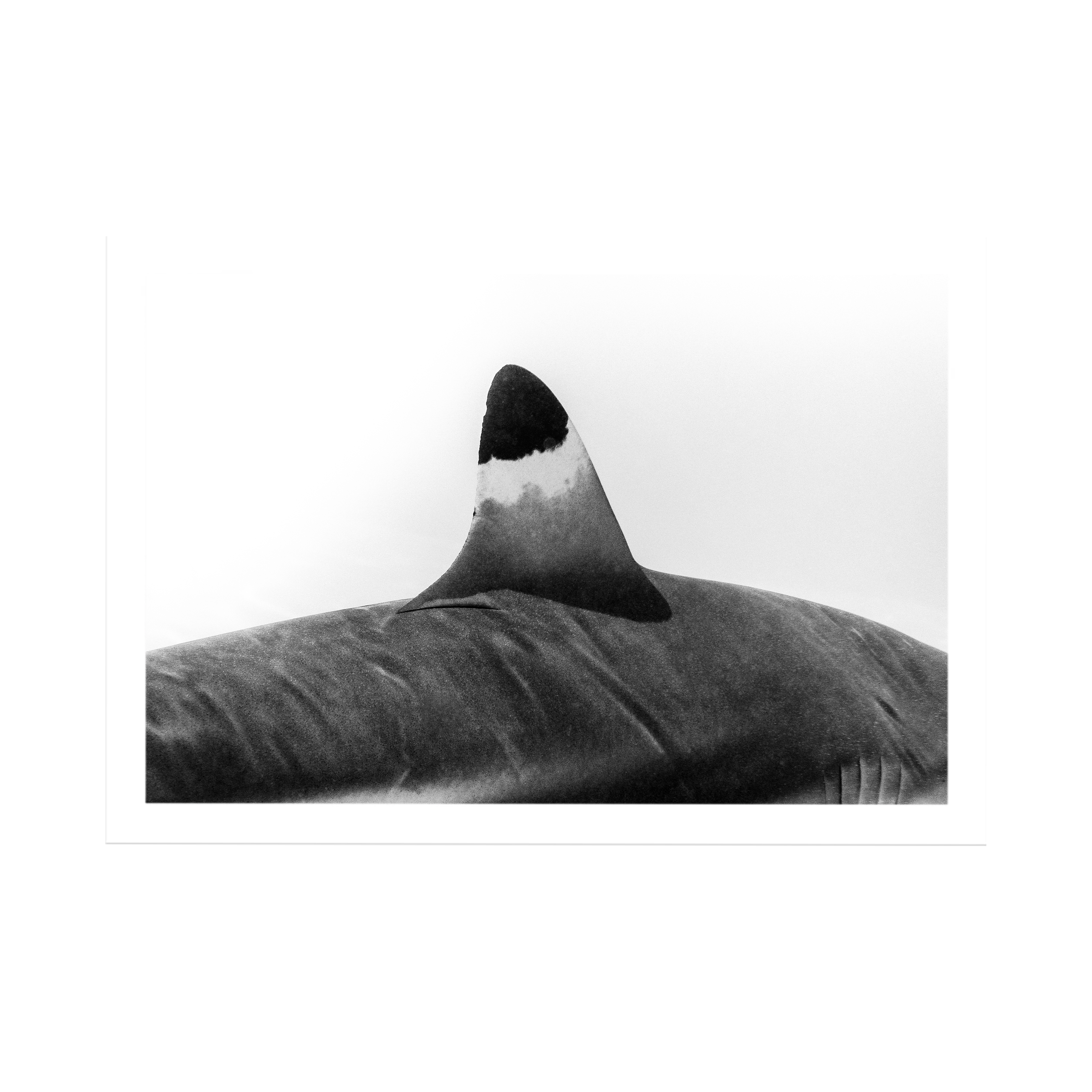 Spearhead