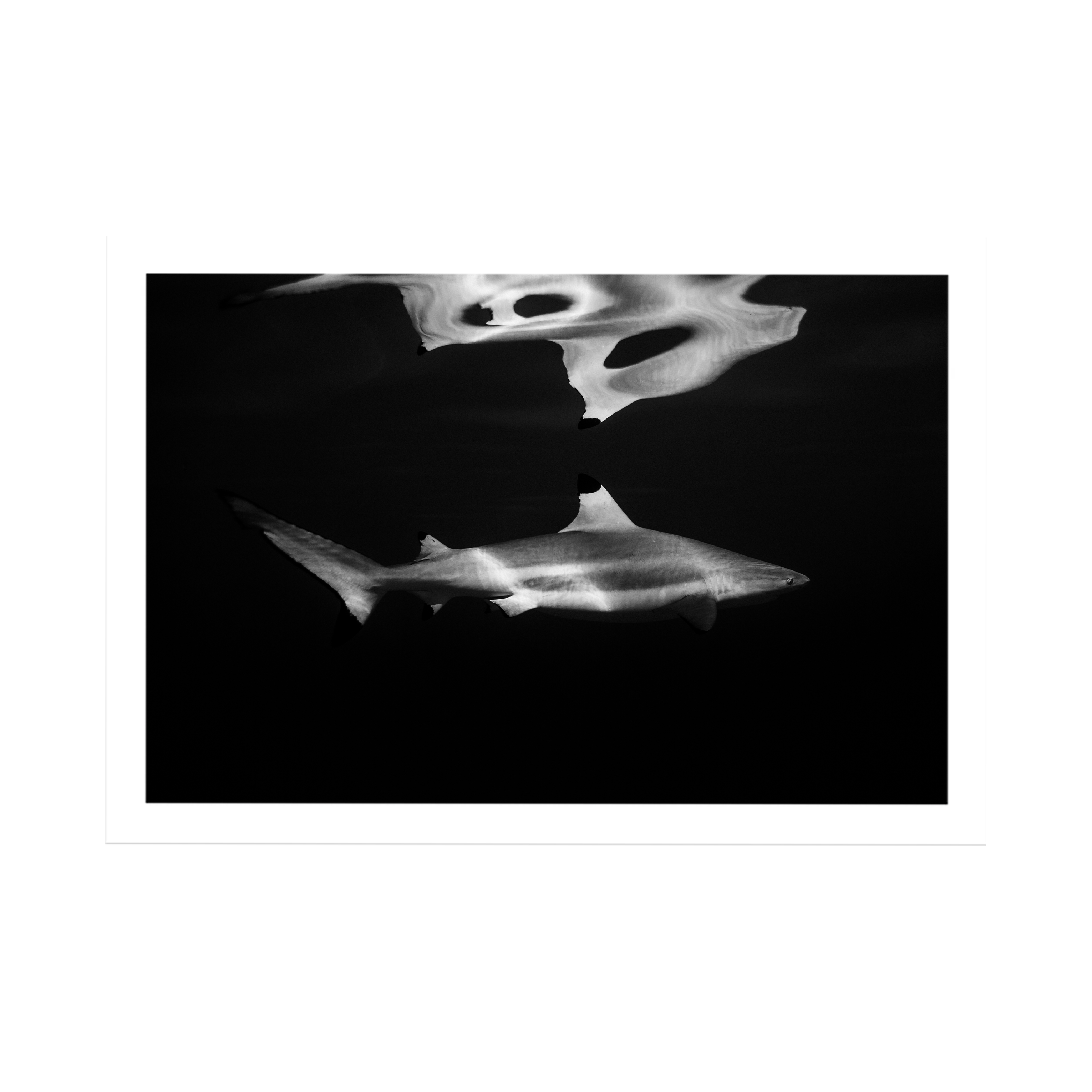 Delicate Fear