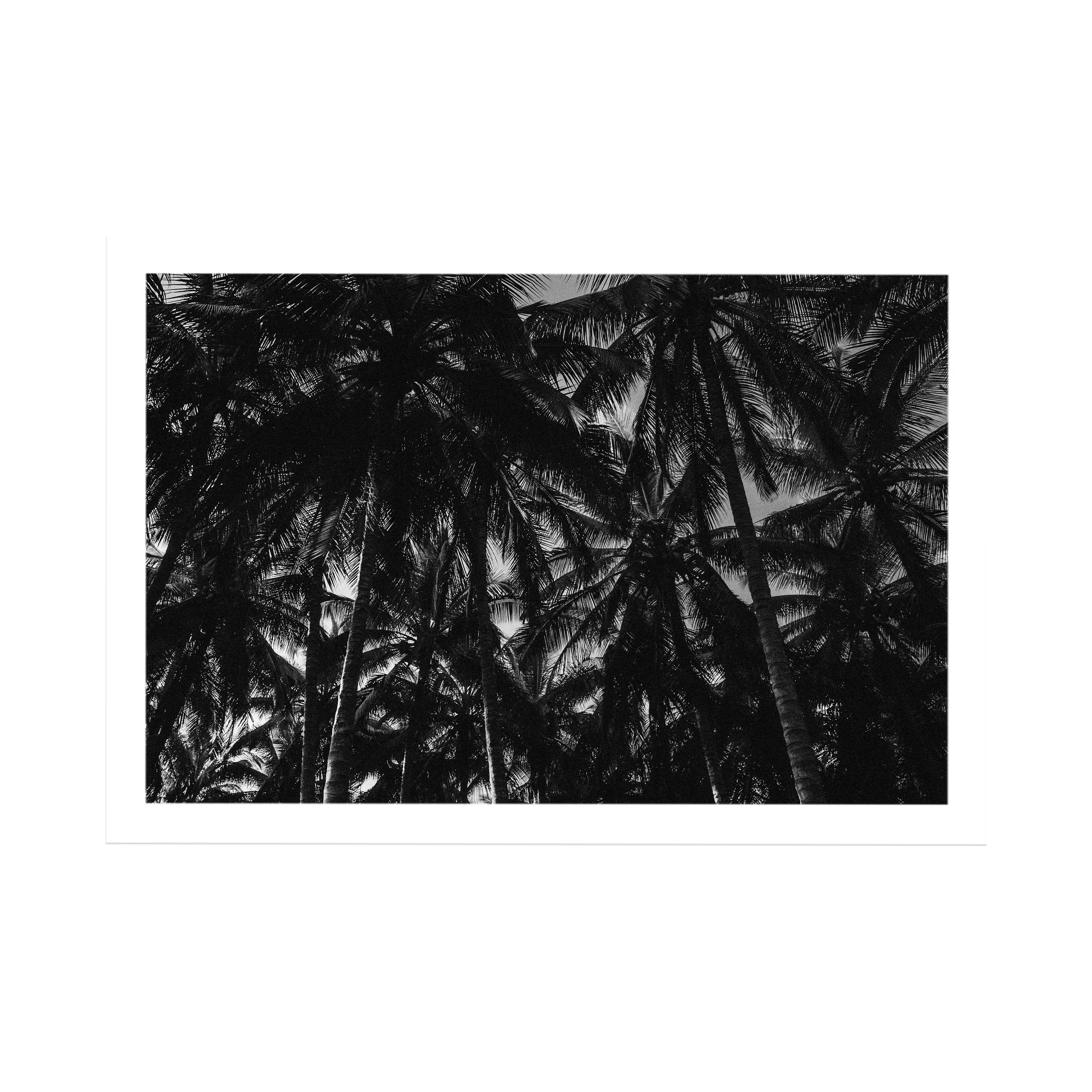 Palm Dreams