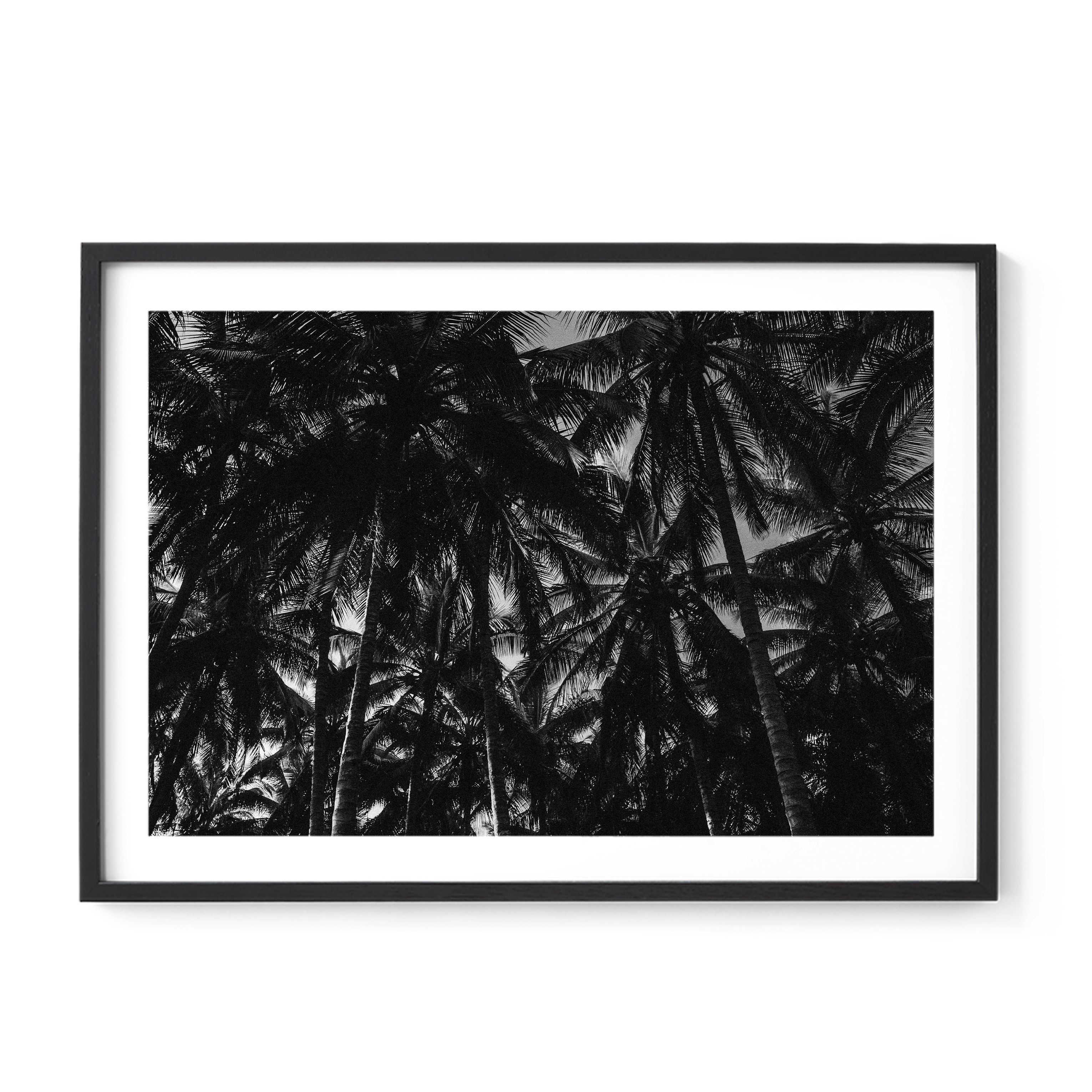 Palm Dreams