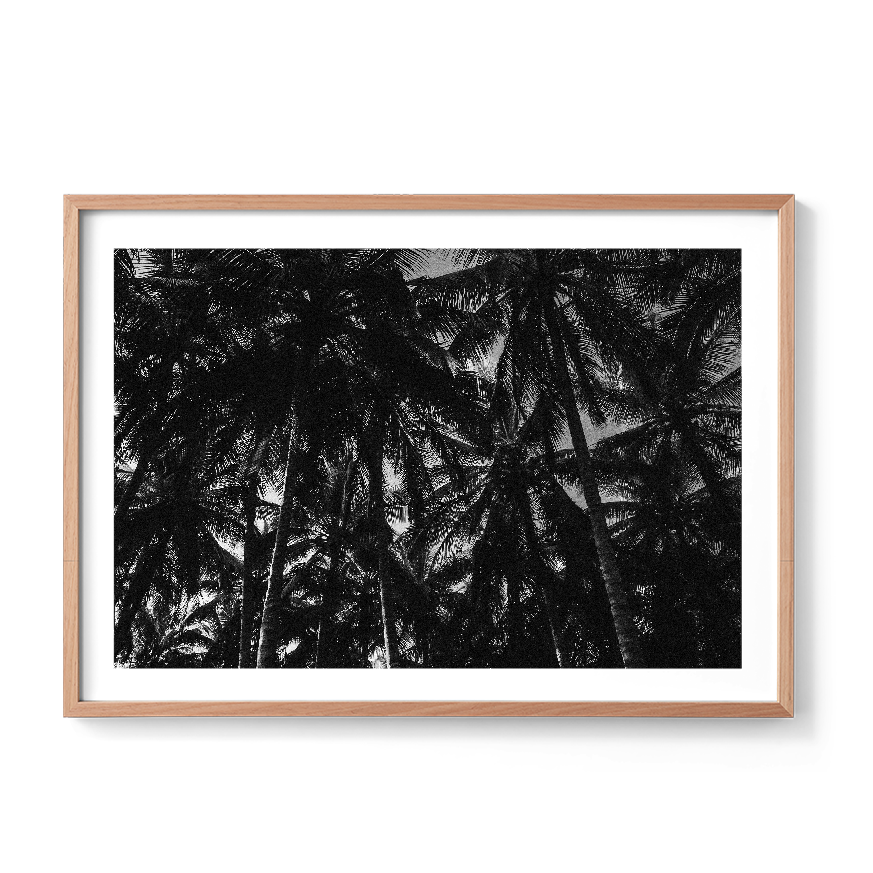 Palm Dreams