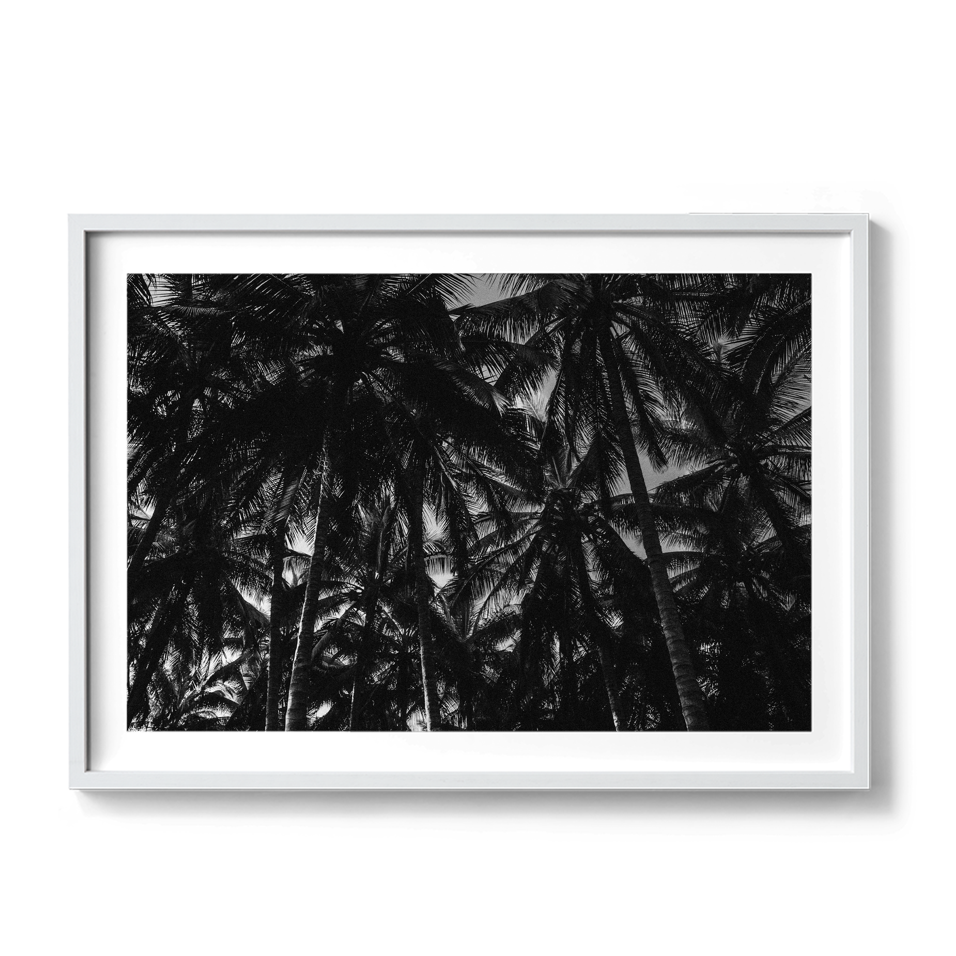 Palm Dreams