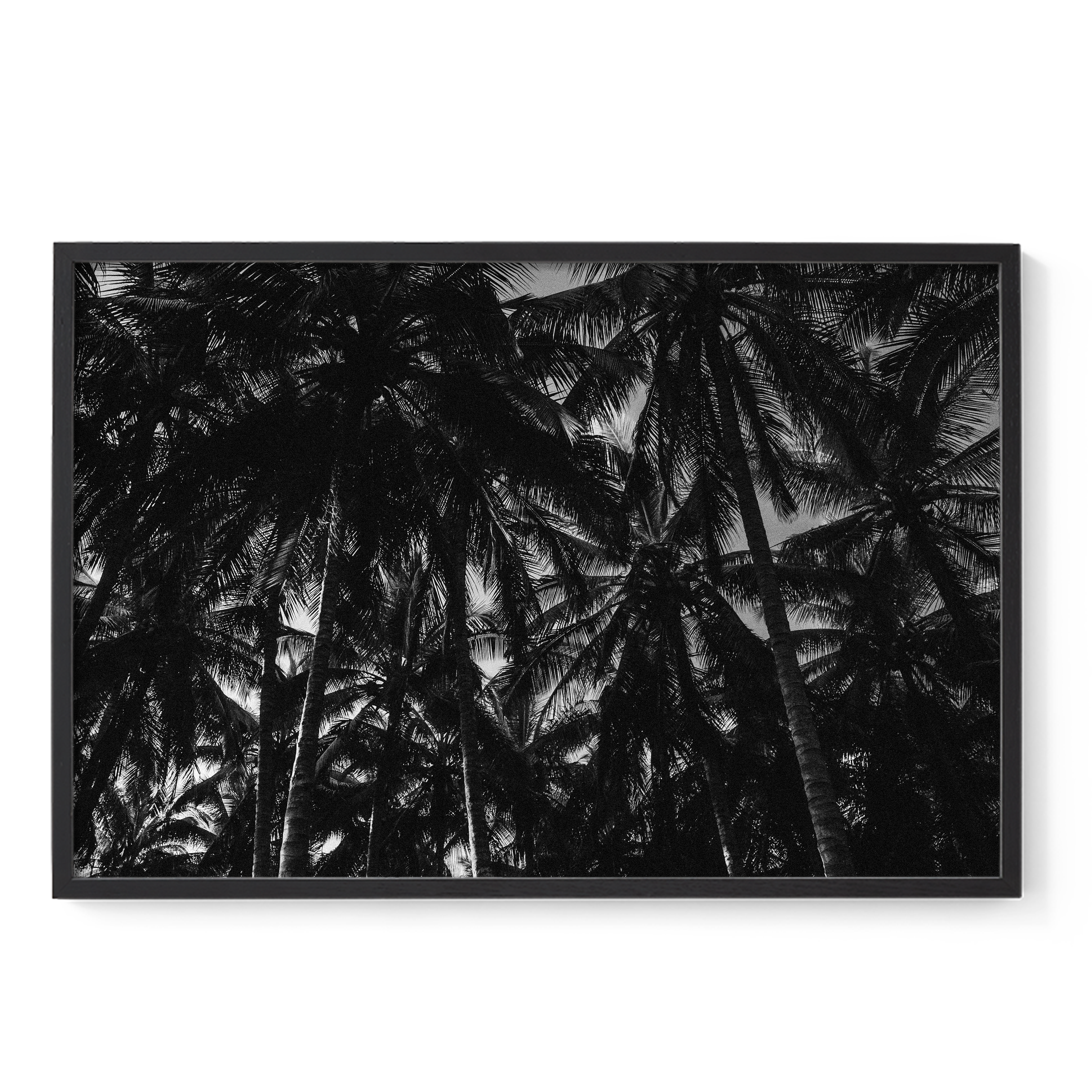 Palm Dreams