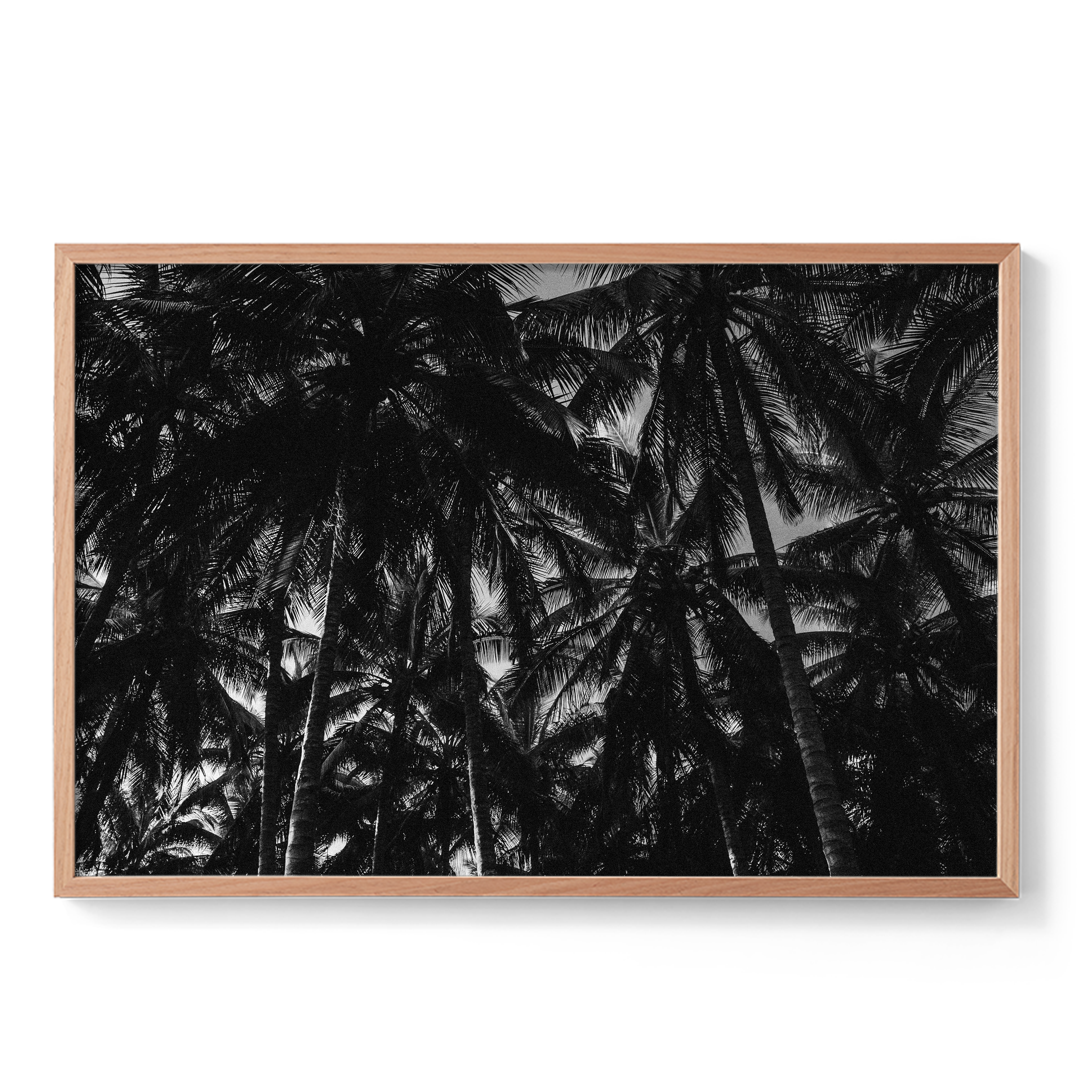 Palm Dreams