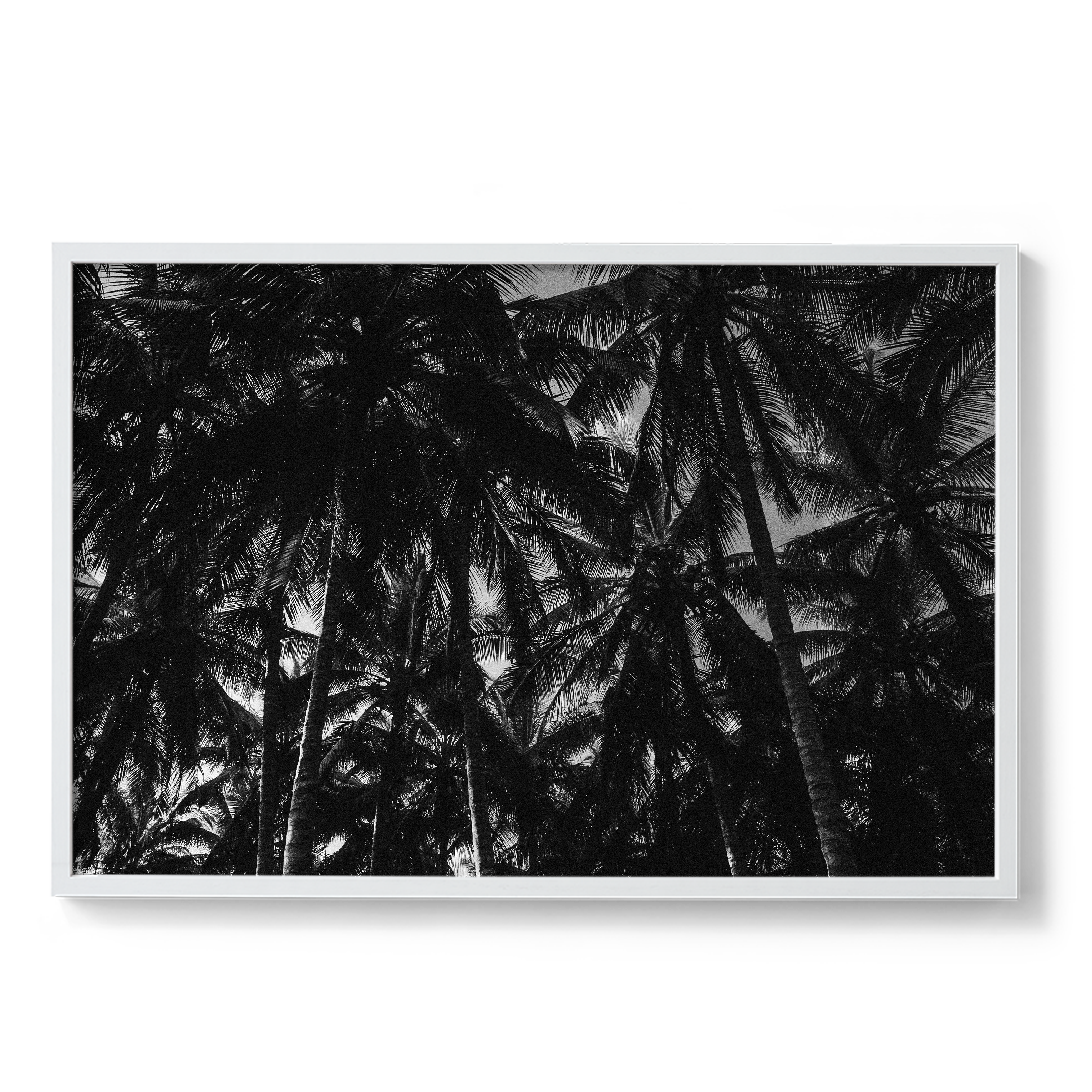 Palm Dreams